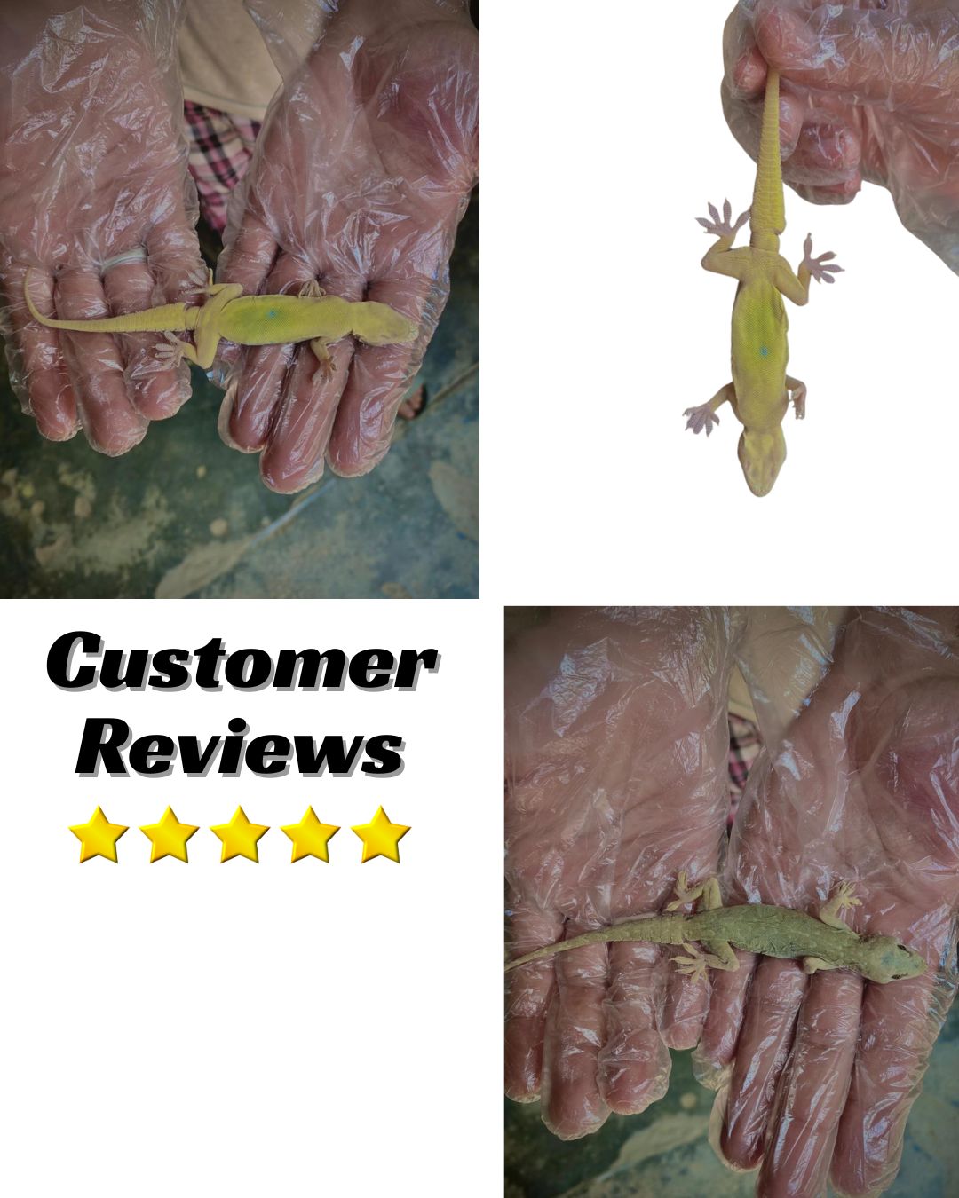 Lizard Killer – Odourless Instant Kill & Long-Lasting Repellent Spray For Indoors & Outdoors |SHIELD NEST
